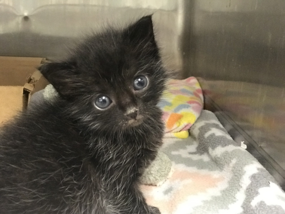 Neonatal kitten nursery