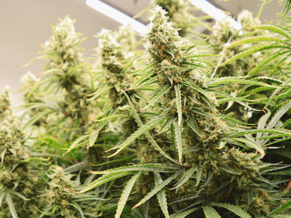 Marijuana plant