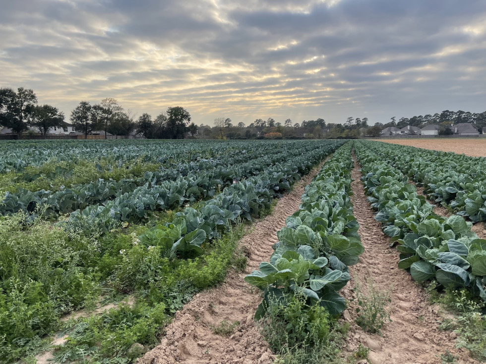 Atkinson farm frields