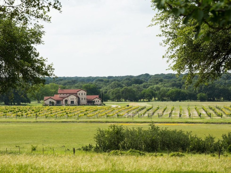 Vineyard at Florence