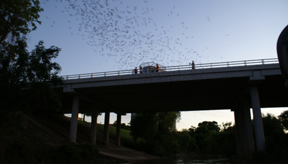 Buffalo Bayou Partnership's 2014 Waugh Bridge Bat Colony Pontoon Boat