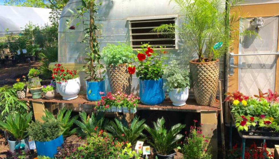 Austin's best garden shops for stylish succulents and all things green