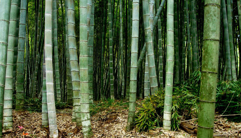 Texas Bamboo Society presents 24th Annual Texas Bamboo Festival Event