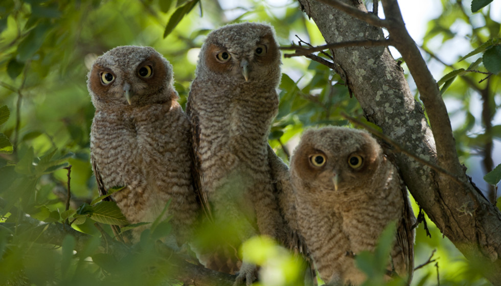 Whooooo's that? Live owls spotted on Rice campus CultureMap Houston