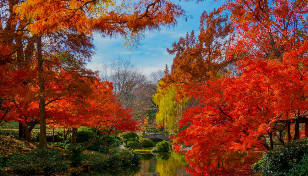 Fort Worth Botanic Garden Presents Japanese Fall Festival Event Culturemap Fort Worth