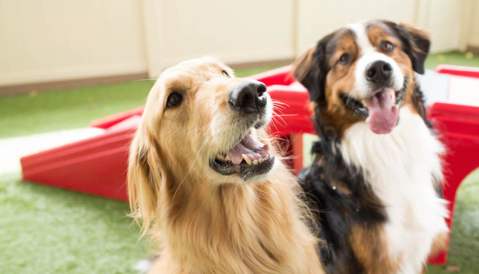 camp bow wow reservations