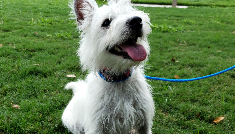 john's sweet west highland terrier puppies