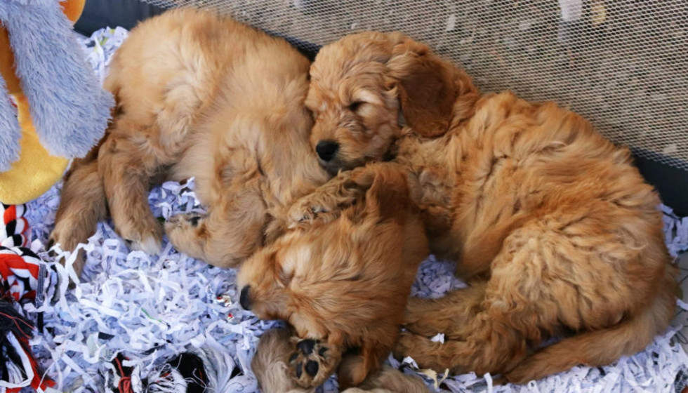 Canton Dog Alley Map Famous Canton East Texas Flea Market Cancels Due To Coronavirus -  Culturemap Dallas