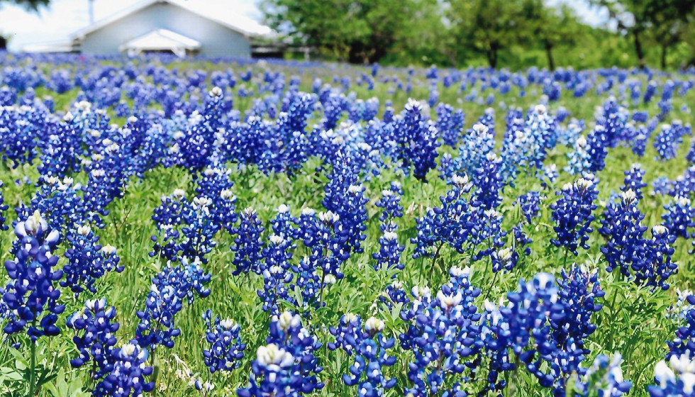 How Texas Winter Storm Could Affect 2021 Bluebonnets And Wildflowers Culturemap Dallas