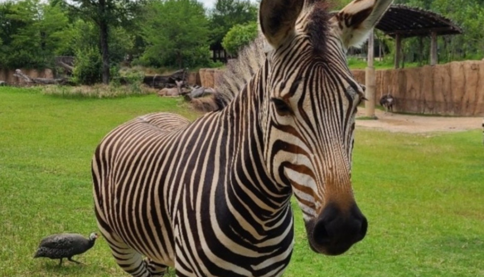 Female zebra dies at Dallas Zoo due to mysterious head injury ...