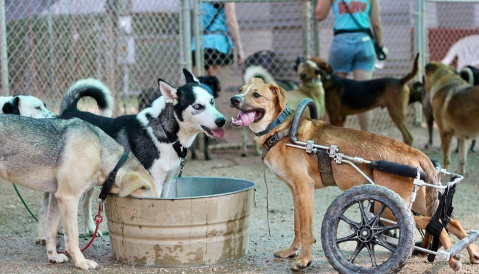 Austin Pets Alive! starts petition to fight losing downtown location