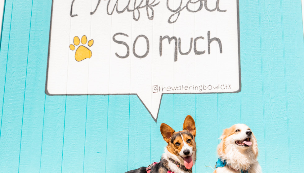 South Austin’s new outdoor dog park and bar unleashes fun for everyone