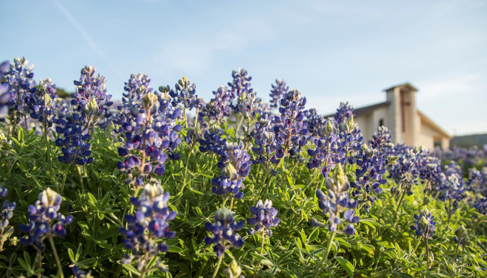 Best spots for bluebonnets in the Hill Country and around Texas - Vimarsana News