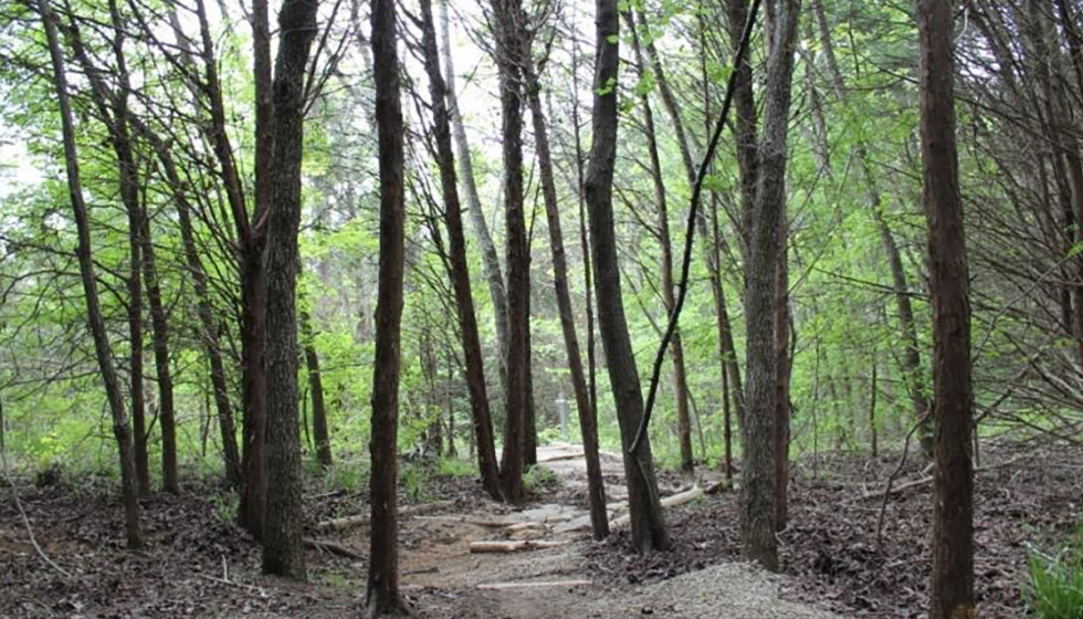 Trinity River Audubon Center presents Morning Bird Walk - Vimarsana News