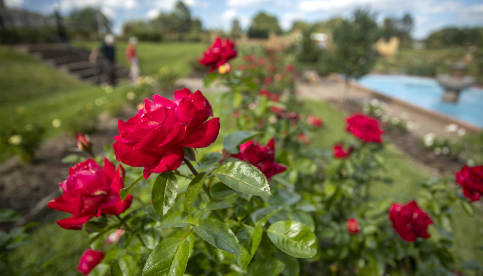 Stop and smell the roses in Tyler, which is blooming with fun