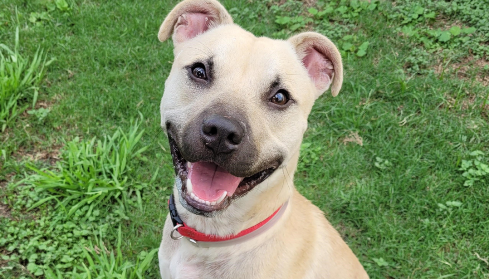 'Mega Adoption' pet event helps Houstonians meet 1,000 furry friends - Vimarsana News