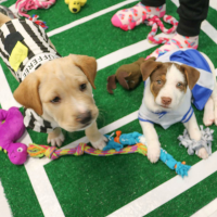 Puppy Bowl