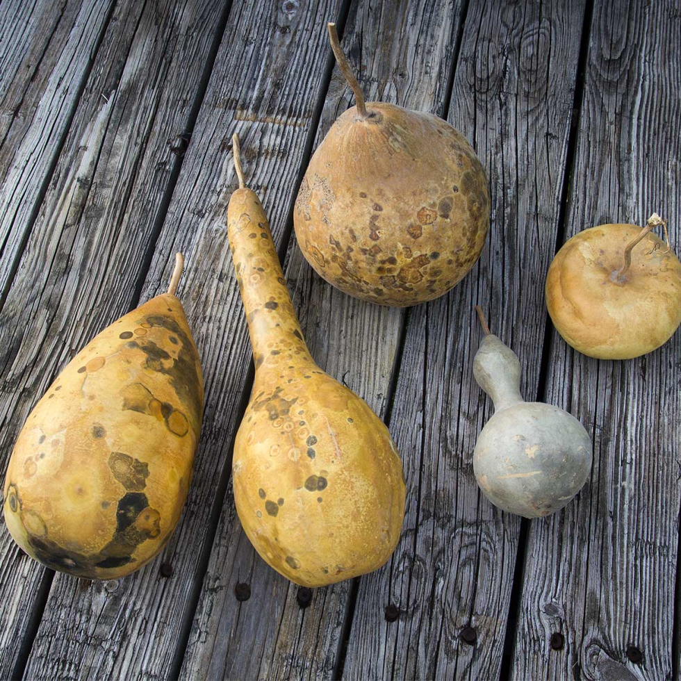 Ornamental gourds make the list of Texas farmer's favorite crops