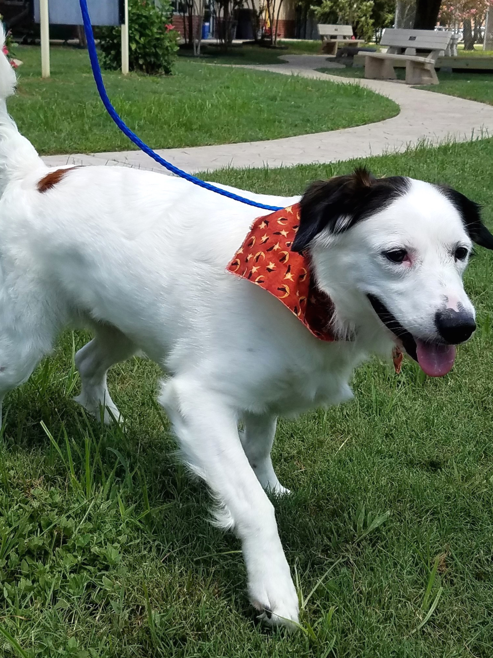 Houston, Pethouse pet of the week, bailey, august 2017