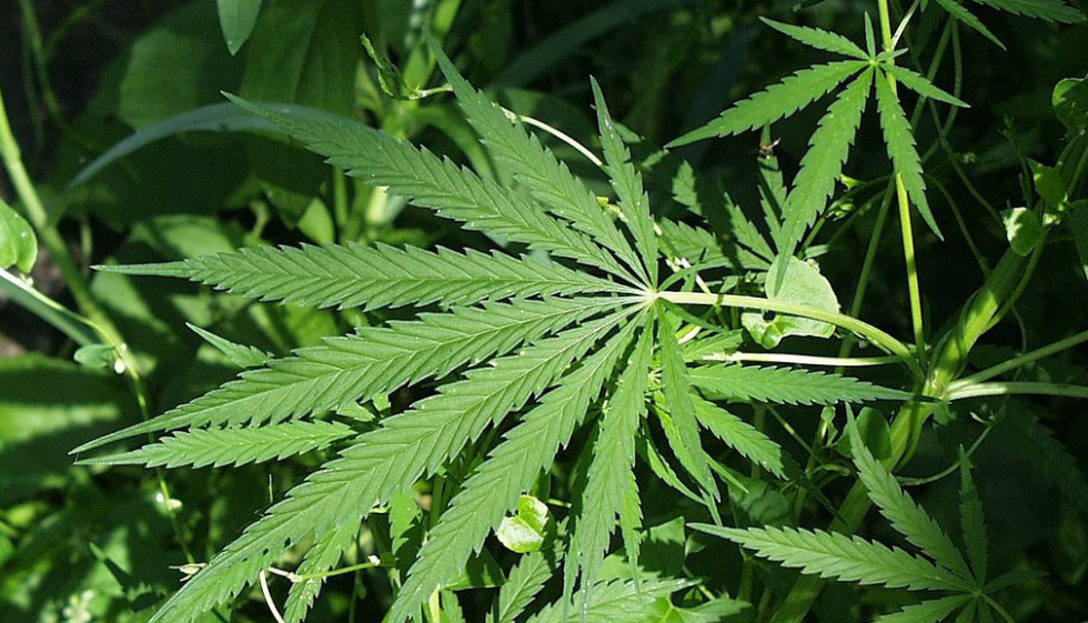 Austin fires up cannabis, hemp, and CBD expo as industry grows - Vimarsana News