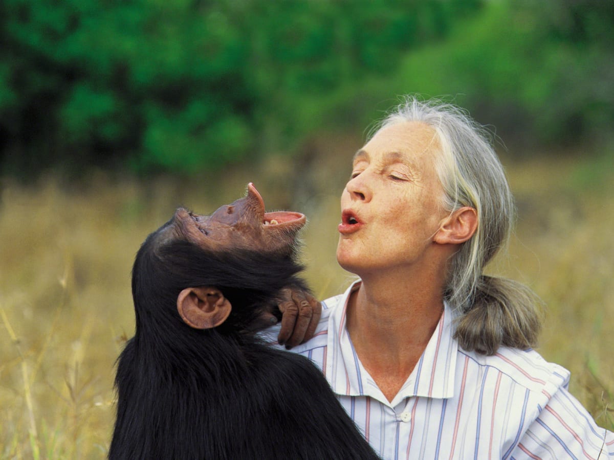 Resultado de imagem para jane goodall chimp