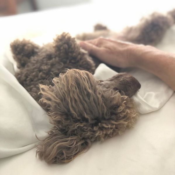 Meditation with dogs