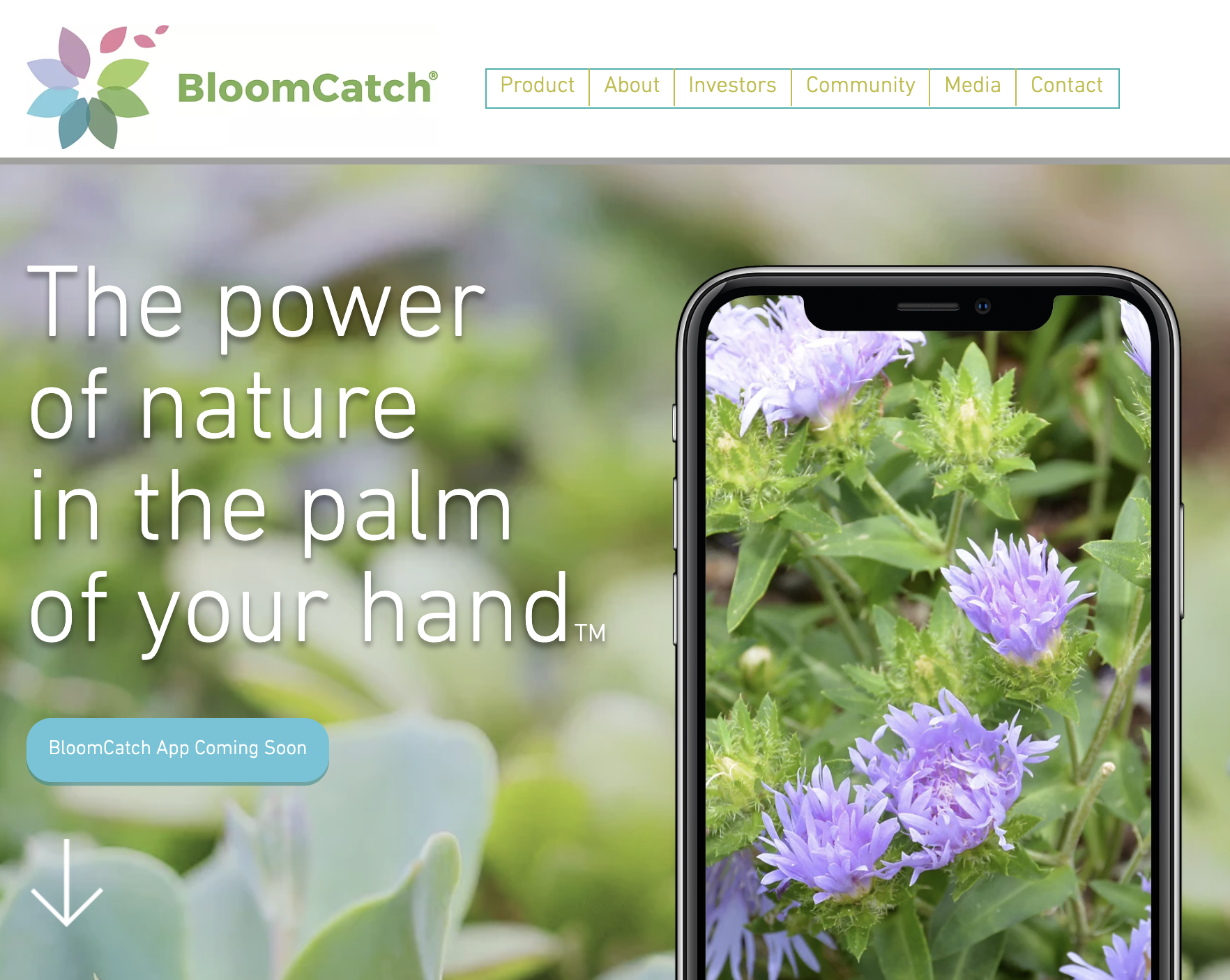 BloomCatch