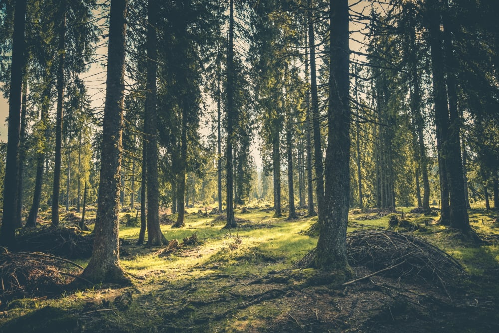 A luscious green forest