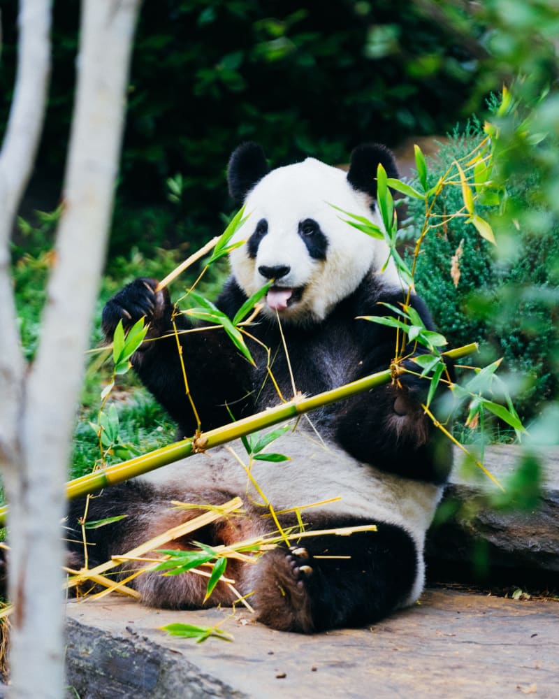 Panda sitting in a zoo enclosure eating a bamboo branch