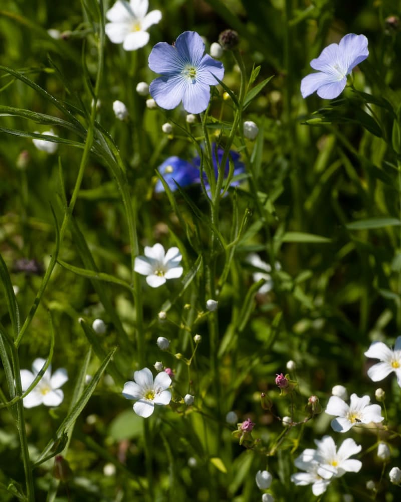 Blue and White Flax Flowers A blue and white flower plant in full form