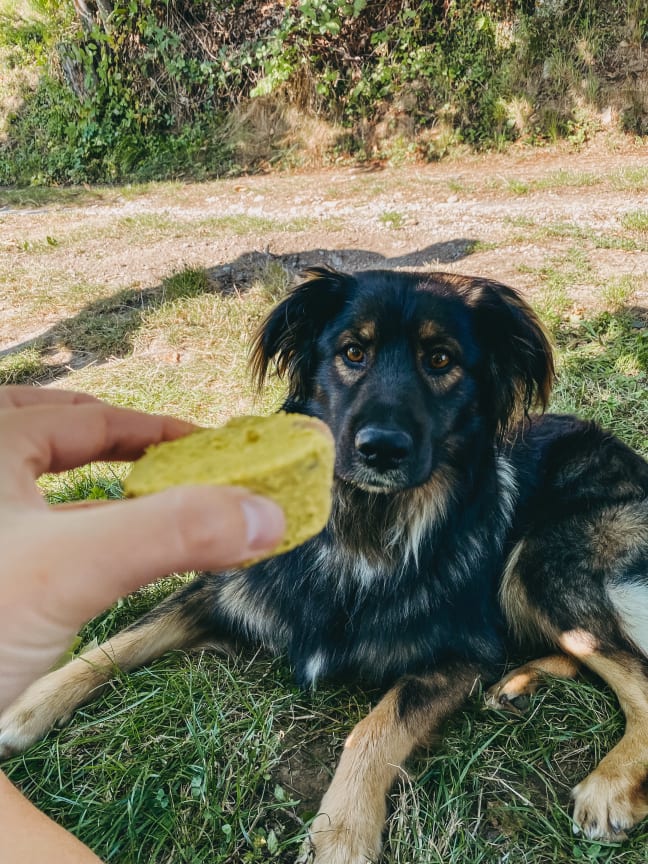 Moj pes Piknik se že veseli svojega osvežilnega priboljška.
