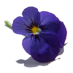 violette