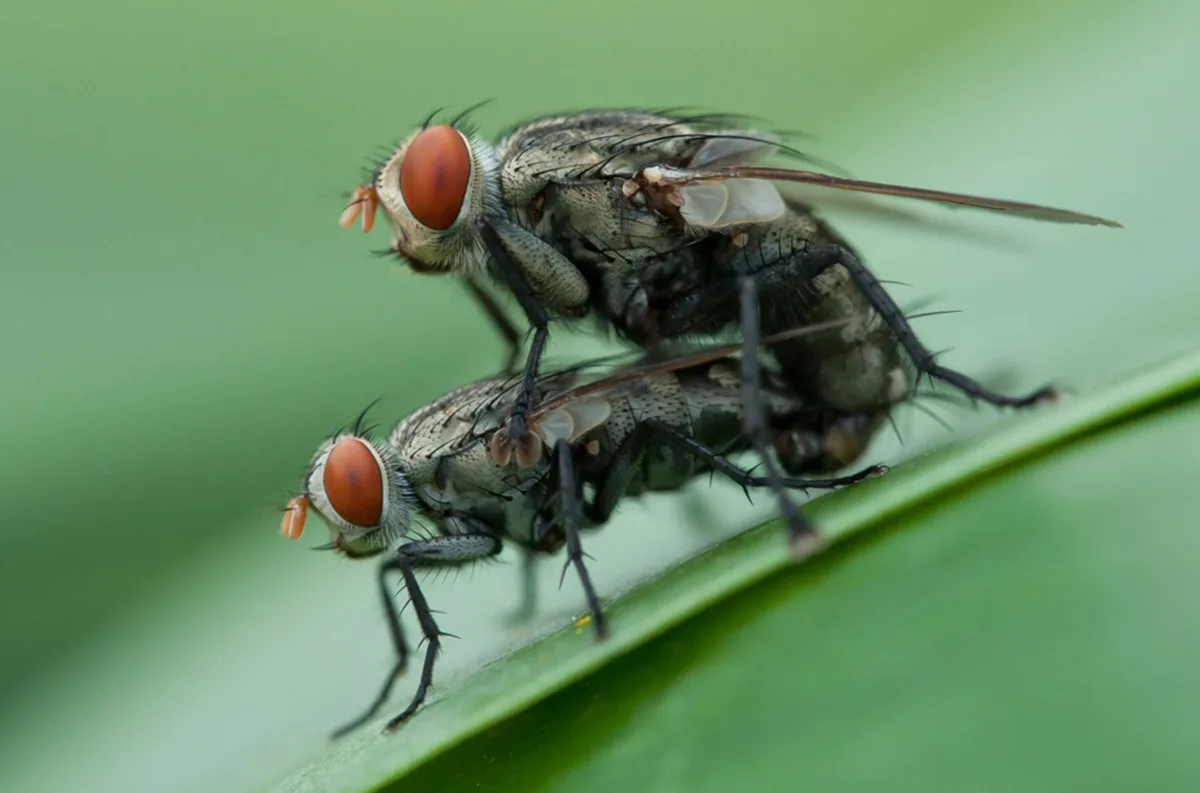 daur hidup lalat dan jenis lalat di indonesia