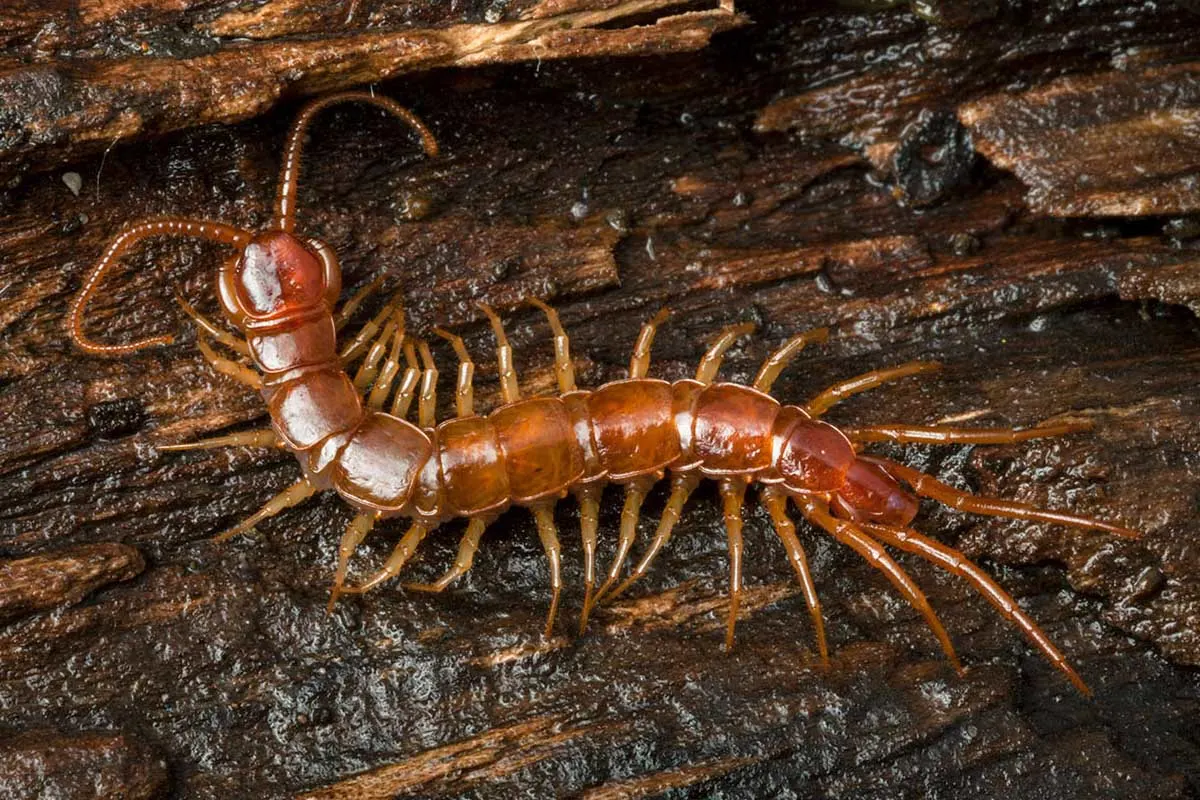 cara mengusir kelabang atau lipan