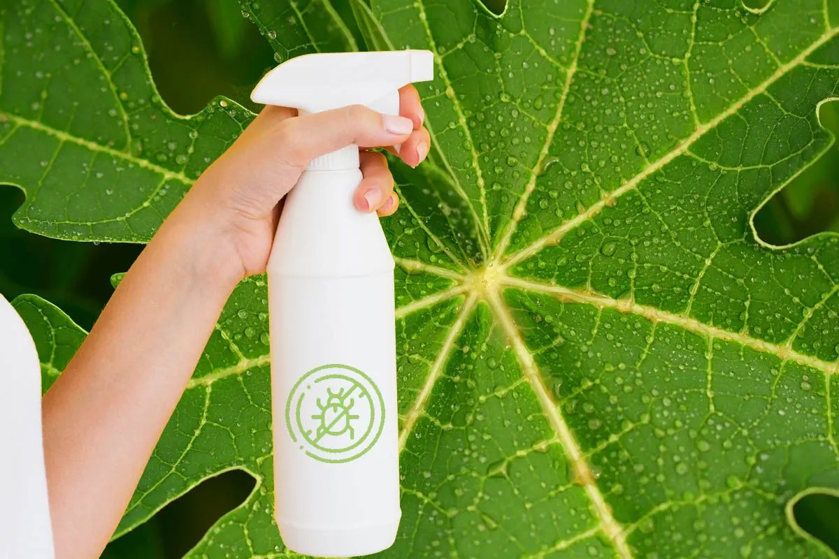 cara membuat pestisida nabati atau alami dengan daun pepaya