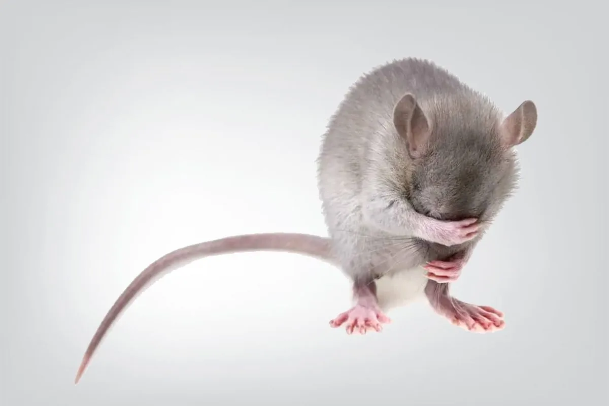 bau yang tidak disukai tikus