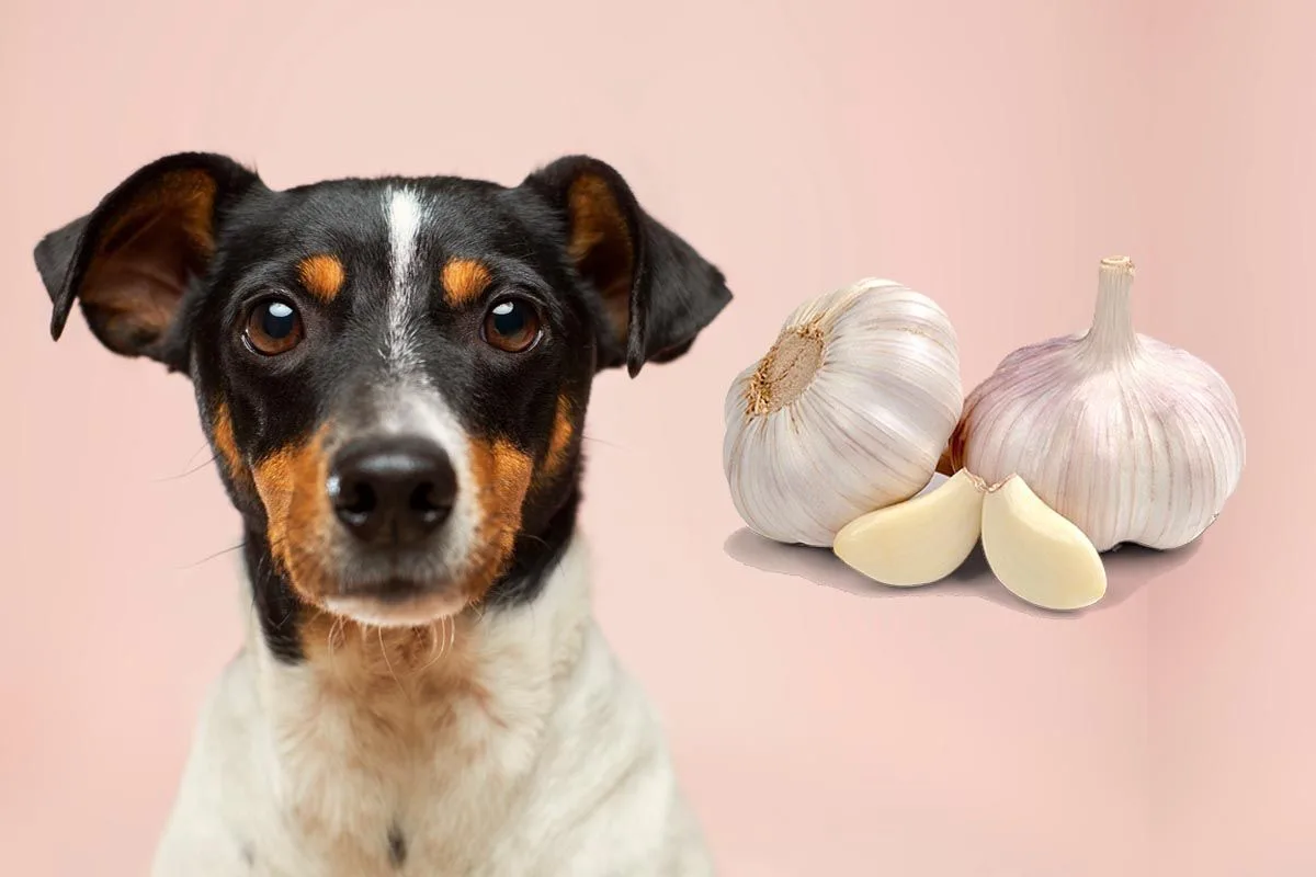 cara menghilangkan kutu anjing dengan bawang putih