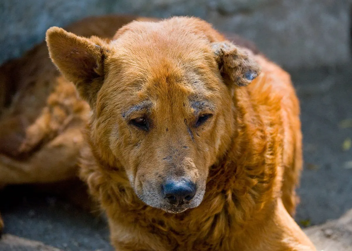 cara mengobati atau menghilangkan demodex pada anjing