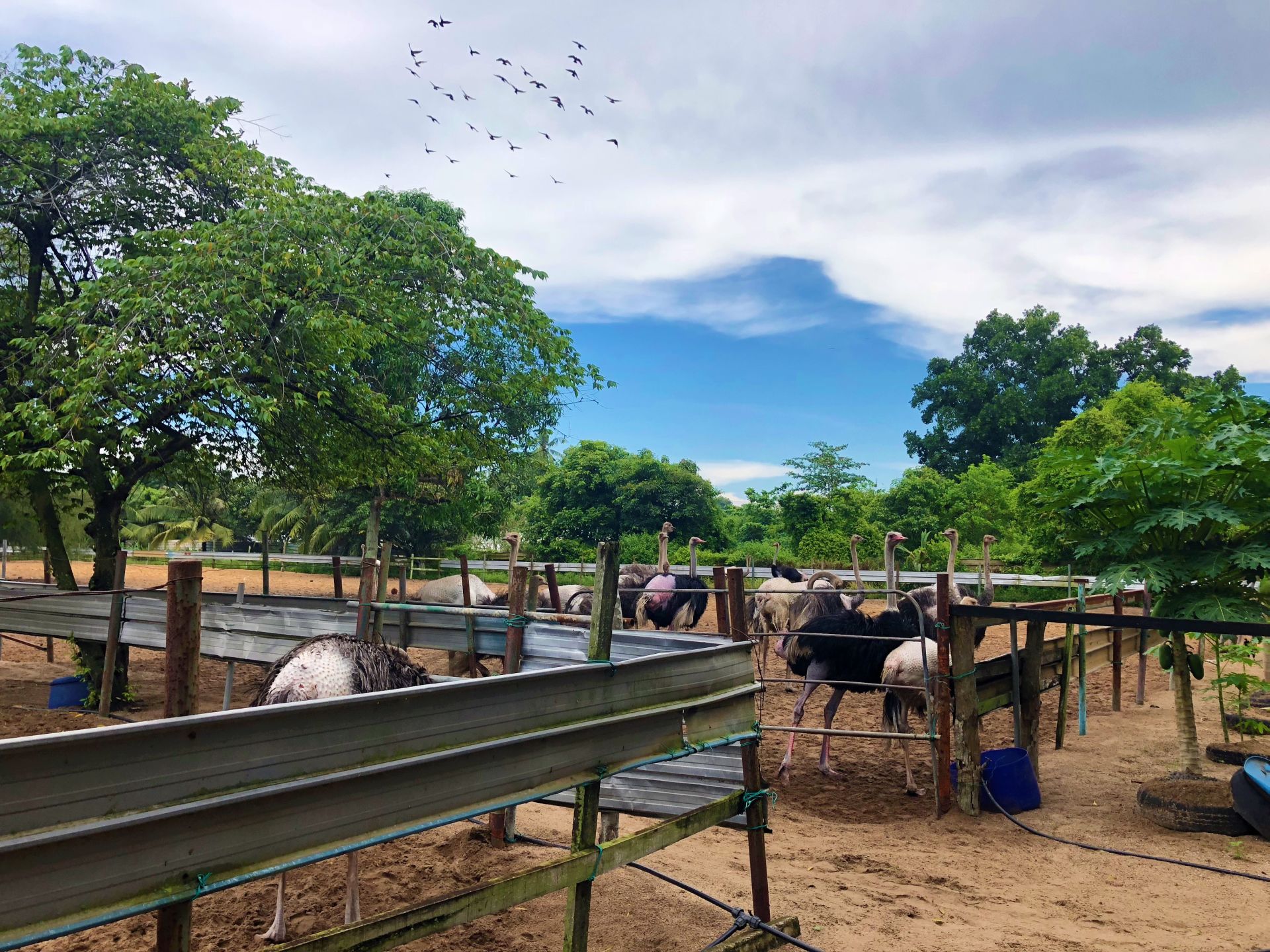 desaru ostrich farm