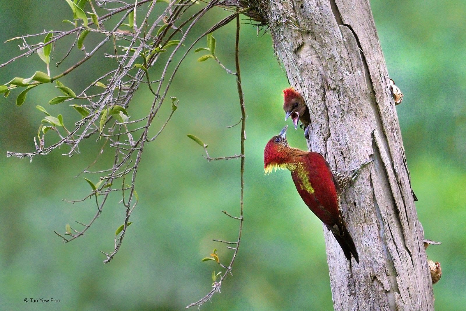 Banded Woodpecker with Young
