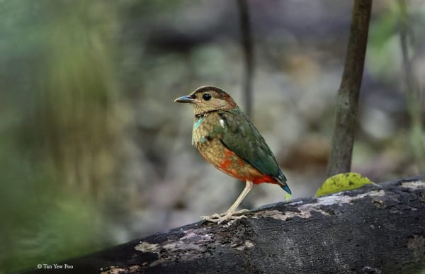 Sulawesi Pitta