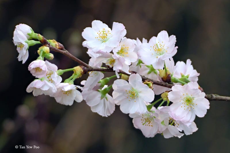 Cherry Blossom