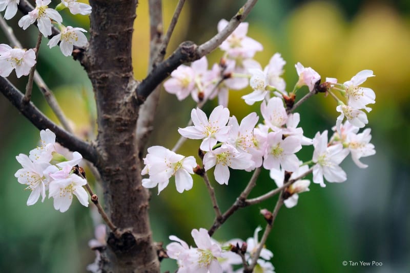 More Cherry Blossom