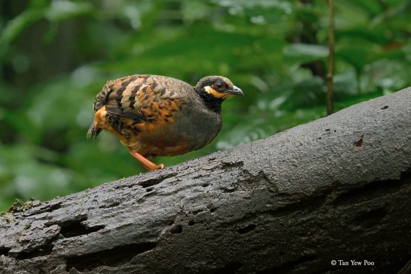 Chestnut Bellied Partridge