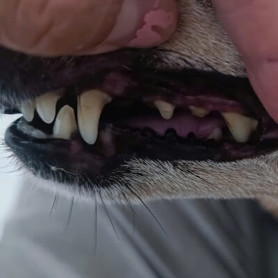 Pet