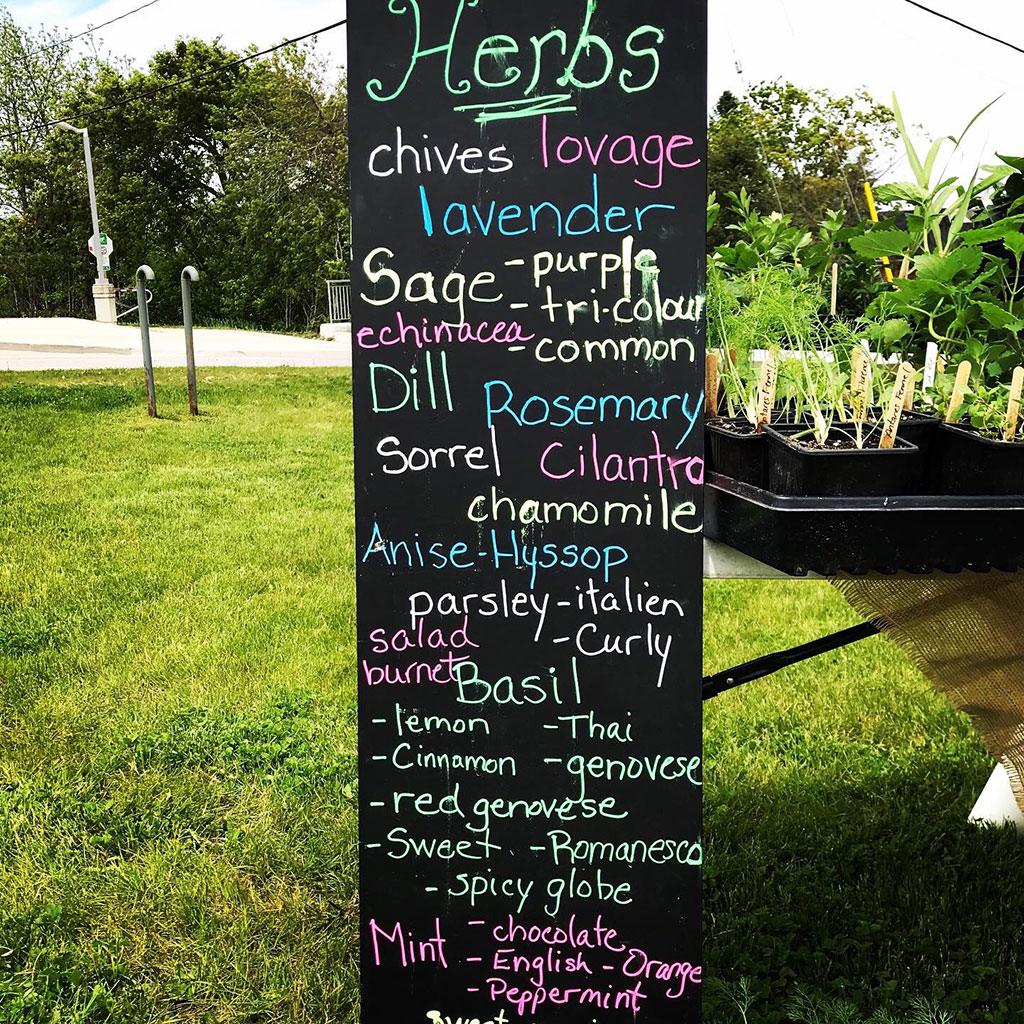 herbs.jpg