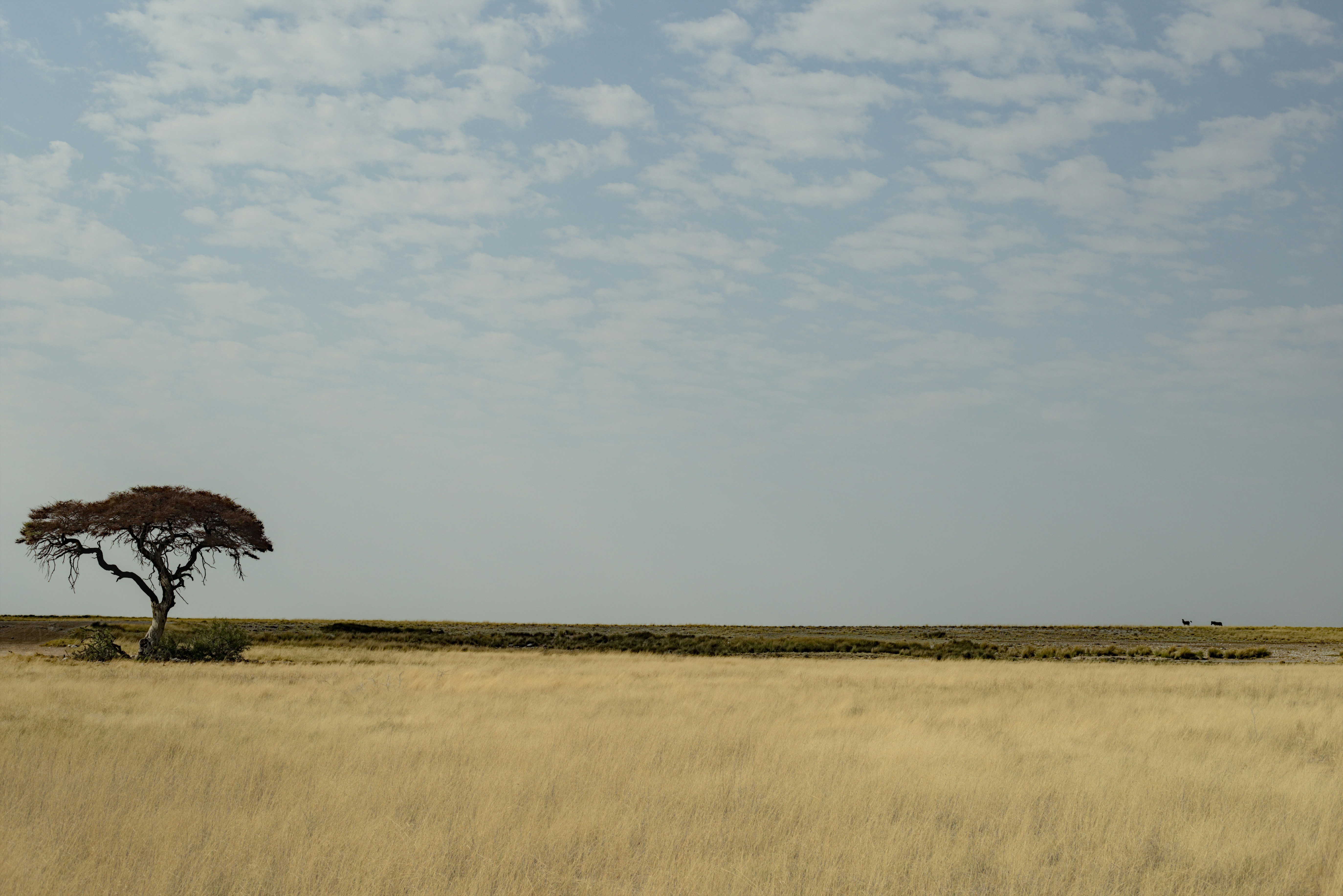 Lone tree landscape - desktop view