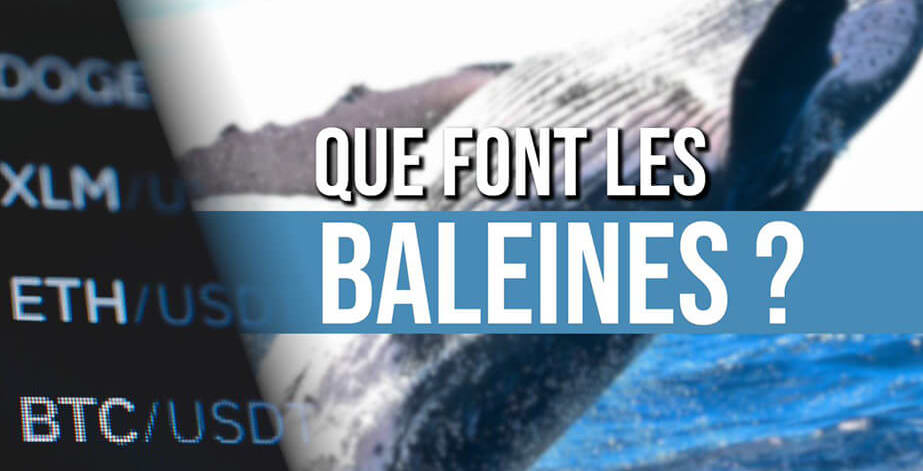 image presentation baleines et tleur impact sur les crypto