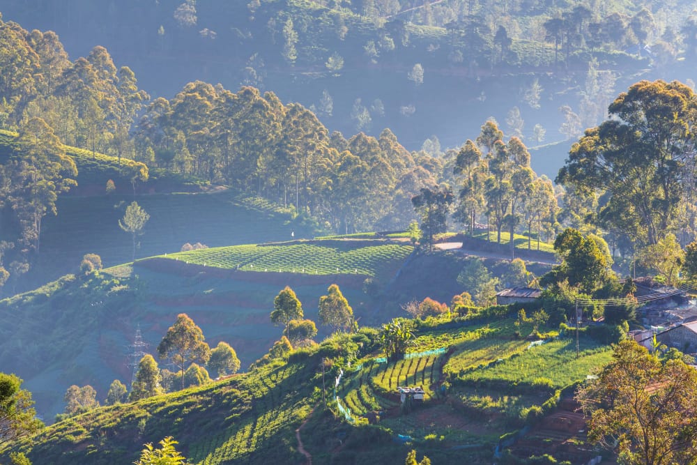 Nuwara Eliya "Little England" High-Altitude Ceylon Tea Tour