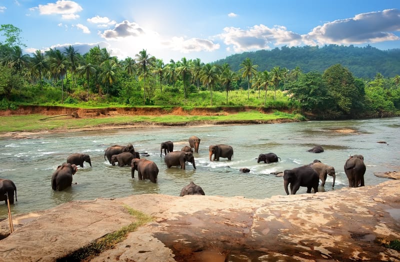 Sri Lanka Wild Elephant Safari